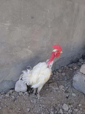 دجاج عرب 6 مع ديجين