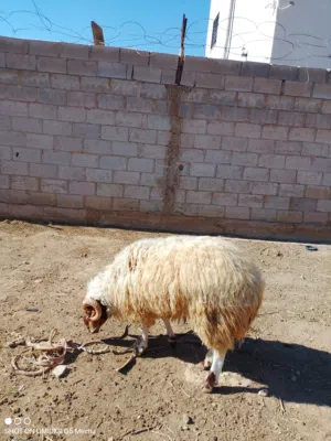 خروف اعواس المفرق الحى الجنوبي