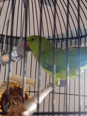 ببغاء الذره للبيع