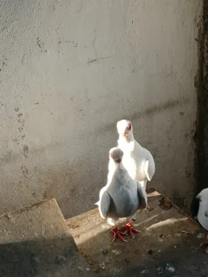 جوز بولندي للبيع