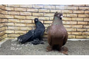 السلام يوجد كل صوره فيها تفاصيل  والسعر الجاد يتواصل على لواتساب  قابل بالقليل