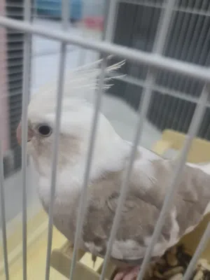 كوكتيل أليف