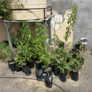 للبيع شتلات فرصاد وتين وشوع