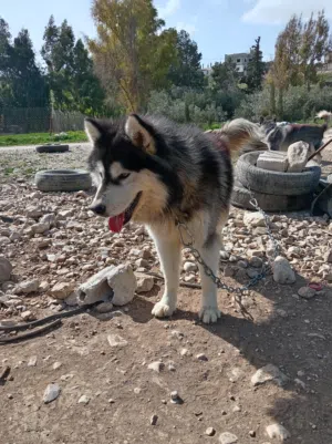 ذكر هاسكي مالوت للبيع