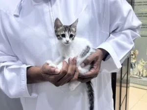 Kittens for adoption