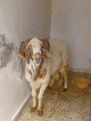 خروف وطني للبيع