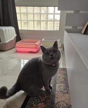 Scottish Straight male ذكر سكوتش ستريت