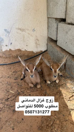 زوج غزلان الدماني