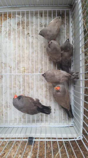 3اجواز شاركول و3 اناتي فرديات