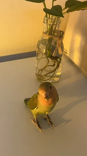 ببغاء روز اليف جدا هدد داخلي ،، قابل ب البسيط