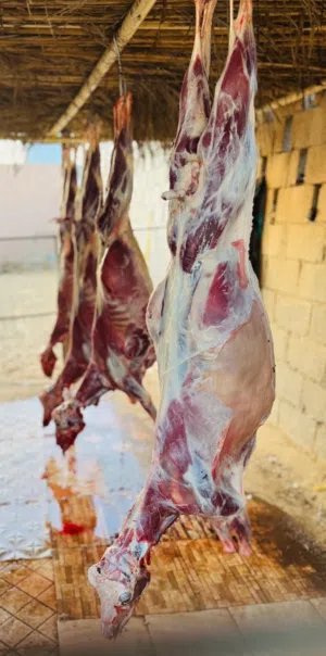 تتوفر ذبائح عمانيه مع توفير خدمة الذبح والسلخ
