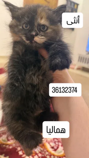 قطط التبني همالايا