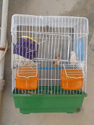 كوبيه زيبرا الله يبارك للبيع