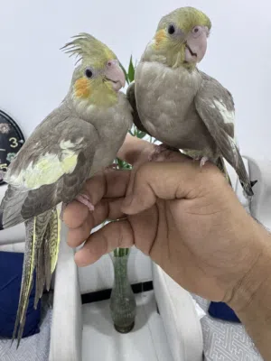 زوج كوكتيل مخاليف عمر 3 اشهر
