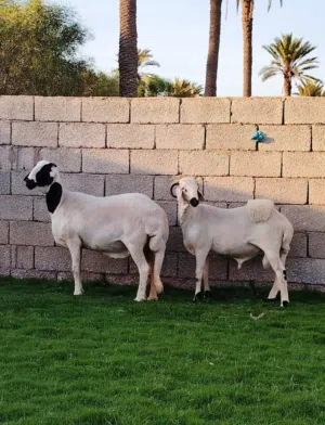 نعجه هين تحت حولي ربي يبارك