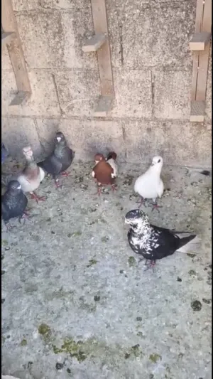 متاح 16 البحه طيور مواد موجودات في اربد