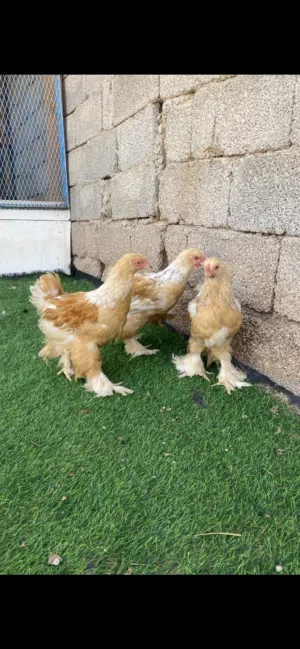 3ديوك براهما ليموني طوق ابيض العمر 3 شهور