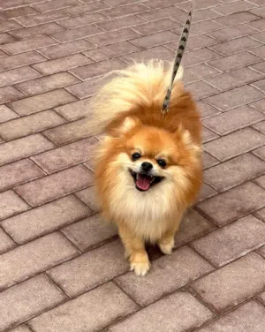 Pomeranian pure mini