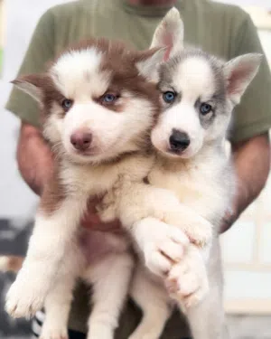 Husky puppies يراوه هاسكي