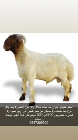 انا اشتري غنام