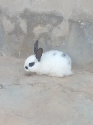 أرنب بابيون هجين