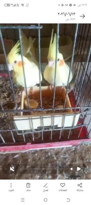 طيور للبيع كوكتيل ايزابيل ولاتينو وحب وكنار
