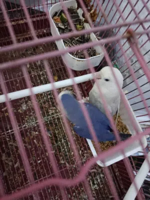 كوبيا بركديلو الله يبارك ساخنة لبيع او تبديل