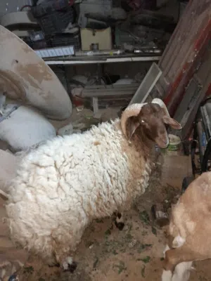اضاحي عيد تبارك الرحمان يا تلحق يا لا
