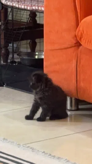 قطه سكوتش فولد بيور انثي