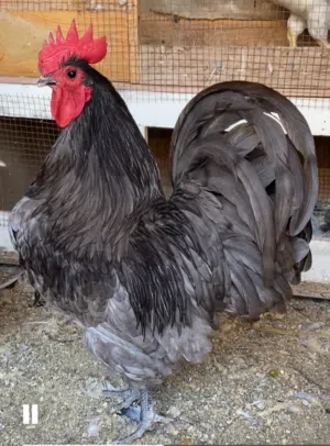 بيض استرالوب مخصب