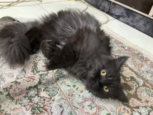 Doll-Face Persian 10 (months)