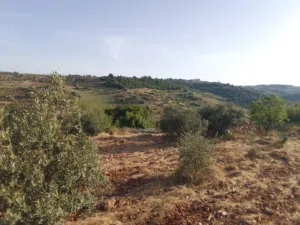 اطلالة نادرة في افضل اراضي سوف مشجرة زيتون و لوزيات