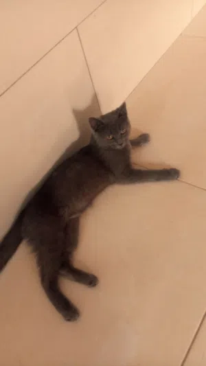 قطة بريتش شورت هير رمادي ( بلو )عمرها 4 شهور للبيع مع كامل أغراضها وطعامها ودفتر التطعيم.