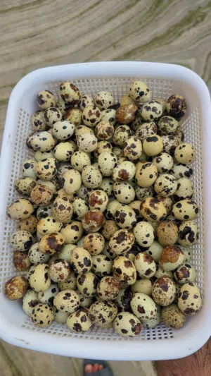بيض سمان  جاهز االاكل
