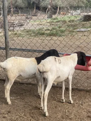 للبيع ذبايح صومالي مطعومات شهر وزود