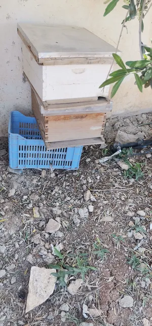 ‏حيوانات وطيور اخرى‏1