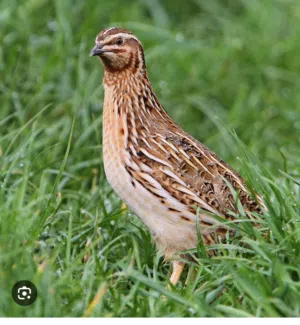 Quail available