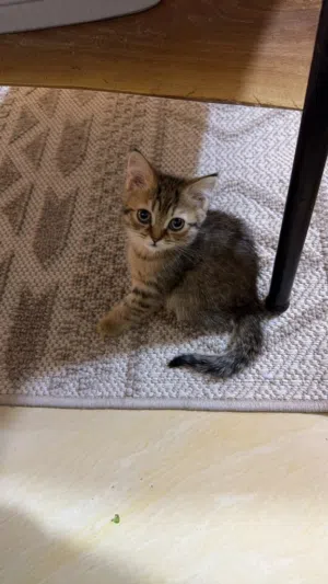 قطه للتبني