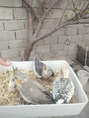 متاح افراخ كوكتيل للبيع