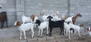 أغنام من حلال البرقوووت والحلال الصلالي