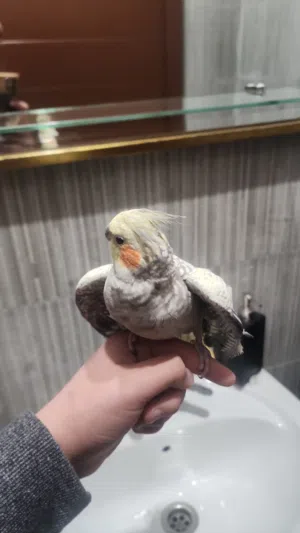 كوكتيل أنثى  يمامه ماسي