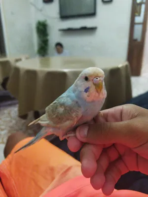 ‏ببغاء‏1