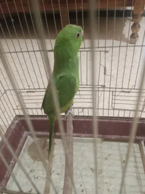 ببغاء دره مع قفص