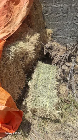 برايد حشيش ربطه