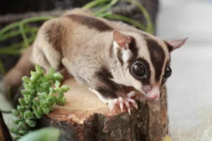 شوقر قلايدر حبتين ابيض و رصاصي  Two male and female sugar glider