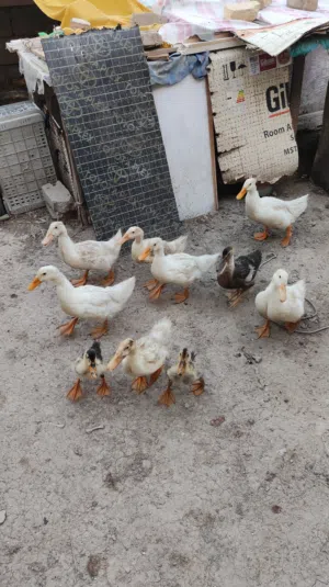 بش عادي عمر اربع اشهر