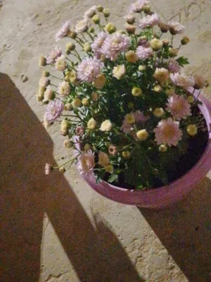 ورد خارجي وداخلي مش شمال توصيل