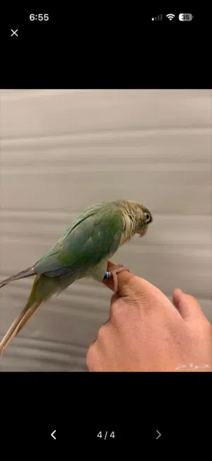 كنيور سنايمون تيركواز