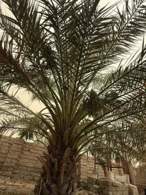 حمل نخل للبيع في البصره قضاء المدينه