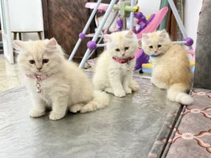 persian kittens